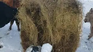 Unrolling hay with 4 wheeler