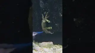 Can This Crab Help Beat Back Reef Tank Algae? #brstv