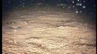 Флора и фауна Белого моря глазами ГНОМа