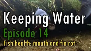Episode 14: Fish health mouth and fin rot
