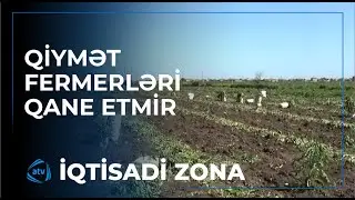 Kartofun qiyməti fermerləri qane etmir / İqtisadi zona