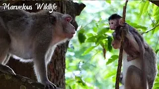Update on 19-May-2023, Jane monkey talking with her baby Jonna, Baby controle baby Butto