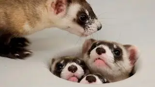 New York City votes to keep ferret ban