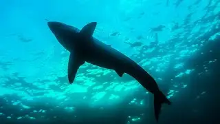 Marine predator research professor analyses two Sydney shark attacks