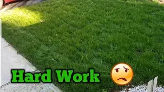 Lawn Renovation Part 10 - 3 Week Lawn Update