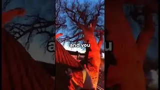 Police Officer Saves Cat in Last Second | Bodycam Footage