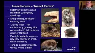 The Big World of Small Mammals
