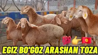 🇰🇬 EGIZ BO'GOZ SOVLIQ QO'CHQOR TOZA ARASHAN QO'YLAR SHOSHLAMIZ TOZASIGA 