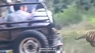 Reality of Jungle! Tiger Ka Attack, Dog Ki Zindagi Khatam 😨🐅