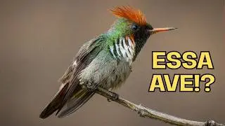 Passarinhada em ITATIAIA - RJ | Novembro 2025