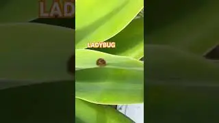 Found a big ladybug on a plant#ladybug#plant#shorts