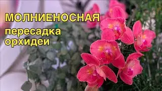 Мечта - бабочка Chialin Rainbow снова со мной! Пересадка за три минуты!