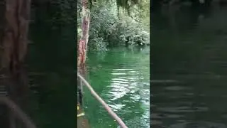 keindahan negeri dongeng di hutan papua#shorts