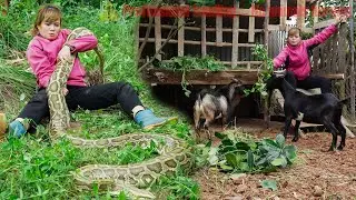 Time lapse:72 hours of giant python hiding in lemongrass bushes -It moves closer to the rabbit camp
