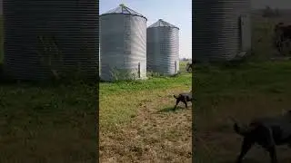Grain Bins For Sale
