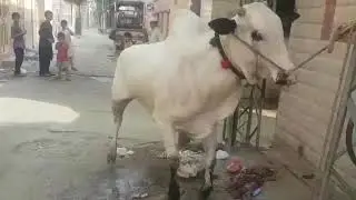 Athra Bull / khatarnak / Fathejangi bull 2019 / hat nai lagany da raha /Islamabad cow Mandi /Dhomail