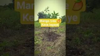 &ldquo;Aaj maine ek aam ka ped lagaya 🌱 | Farming Vlog | Tree Plantation&rdquo;#shorts #farminglife