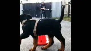 Want the perfect lightweight harness for an active dog?  Slim Fit SupaTuff&reg; dog harness overview.