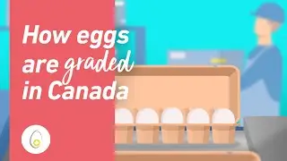 How eggs are graded in Canada