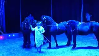 A circus special - Dutch meadow stallions / Ein Zirkus Spezial - holländische wiesen hengste