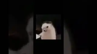 🍟🦔hedgehog dance meme #shorts  #memes #funnyanimals