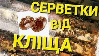 Обробка бджіл запорука гарної зимівлі #бджолипчеловодствов6тирамочныхулья