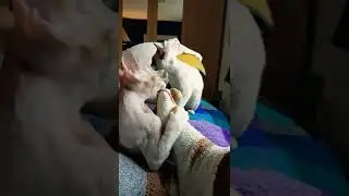 Elton the foot munching Devon Rex