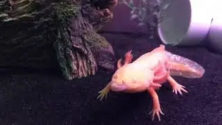 Axolotl feeding compilation