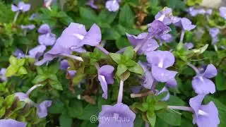 Otacanthus Caeruleus [ Brazilian Snap Dragon ]