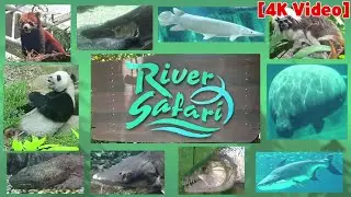 [4K] Animals in Singapore RIVER SAFARI with RELAXING MUSIC | JUPAO FILMS