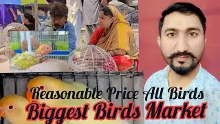 Lalukhet Birds Market Price UPDATE #Jaal Rate update 21/04/2024!cheapest price Exotic Best Birds!