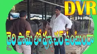 DVR Dairy farm // డైరీ ఫామ్ బిజినెస్ లో ఫ్యూచర్ ఉంటుందా Devabaktuni Chakravarti