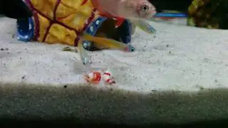 Shredded shrimp party