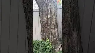 56 Meacham Rd Maple tree approval 