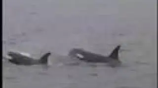Orca Whales on our Sea Kayak Adventure trip in Canada