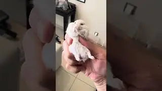 Rare white hamster scratching his nose SO cute funny  #pets #cute #viral #shorts #comedy #india