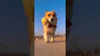 🐶 Stylish Dog Walking with a Flower | Adorable & Elegant Dog #shorts #shortsfeed #funnydogs #dog