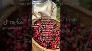 #c&agrave;ph&ecirc; #robusta #t&acirc;ynguy&ecirc;n #vietnam #kafei #kafe #coffee #trump #tariffs #arabica #brazil #indonesia