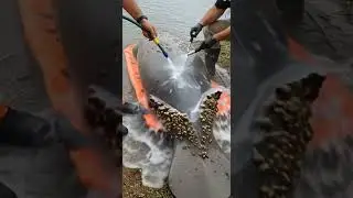 Whale Rescue Mission 🌊🛟 | #WhaleRescue #OceanHeroes #SaveTheWhales #MarineLife #WildlifeRescue