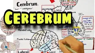 Cerebrum | Lobes and physiologic regions of the cerebrum | Nervous system