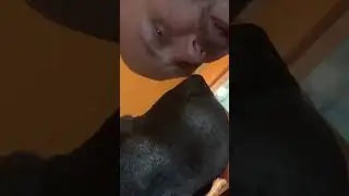 Kisses ‼️ Ripley The Great Dane Loves Kisses! 🤗🐶❤️🐶 #shorts