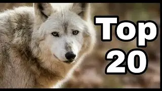 Top 20 Beautiful Wolf Backgrounds