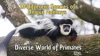 🐒 10 Different Species of Monkeys 🐵 All Types of Monkeys in The World
