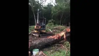 Emergency bee removal on a Thursday