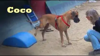 Coco the Great Dane- clicker dog training tricks