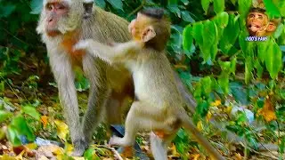 OMG blind baby VIGO!! pity tiny baby blind VIGO searching for mother while mother walk away | VIGO