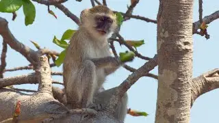 Dlaczego małpy vervet kochają drzewa figowe Zambezi