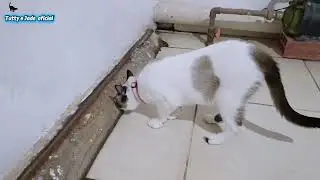 Jade, a gatinha que eu adotei há sete meses 