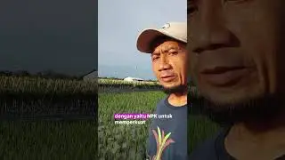 RICE CONDITIONS AFTER FERTILIZATION