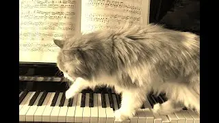 Peaceful piano music I played in loving memory of my beloved cat